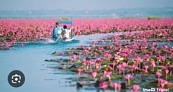 ทะเลบัวแดง