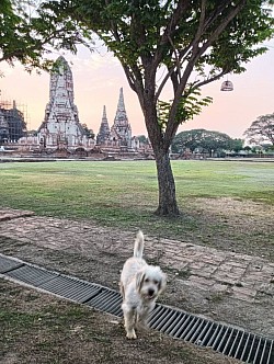 รถเหมาพรีเมียม รับ-ส่ง อยุธยา-กรุงเทพฯ-สนามบิน 24 ชม. ตรงเวลา สุภาพ รถสะอาดแอร์เย็นชื่นใจ จะงานบุญหรืองานเที่ยว เราพร้อมดูแลทุกการเดินทาง